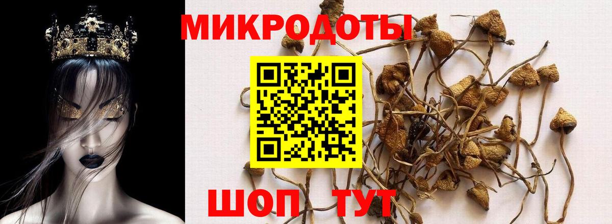 Псилоцибиновые грибы Cubensis Таганрог